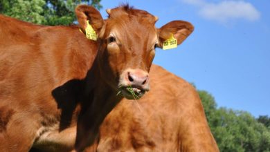 Photo of Revenu en viande bovine : Réfléchir les charges de structure