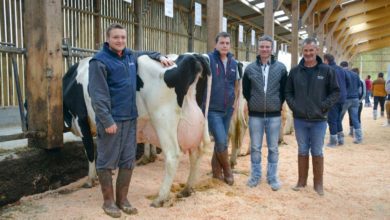 Photo of Sélection gagnante sur les vaches “fonctionnels”