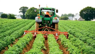 Photo of Pomme de terre : Un barbuttage vaut deux arrosages