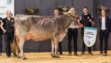Photo of Brune / Terralies 2019 : Les vaches éblouissantes du Gaec du Bois-Brillant