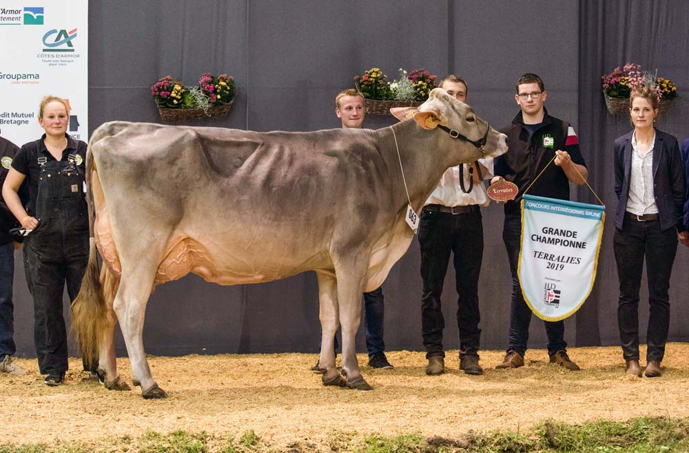 - Illustration Brune / Terralies 2019 : Les vaches éblouissantes du Gaec du Bois-Brillant