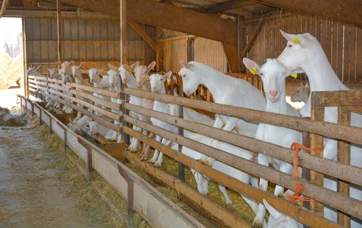 Caprin : Vers un statut paratuberculose ? | Journal Paysan Breton
