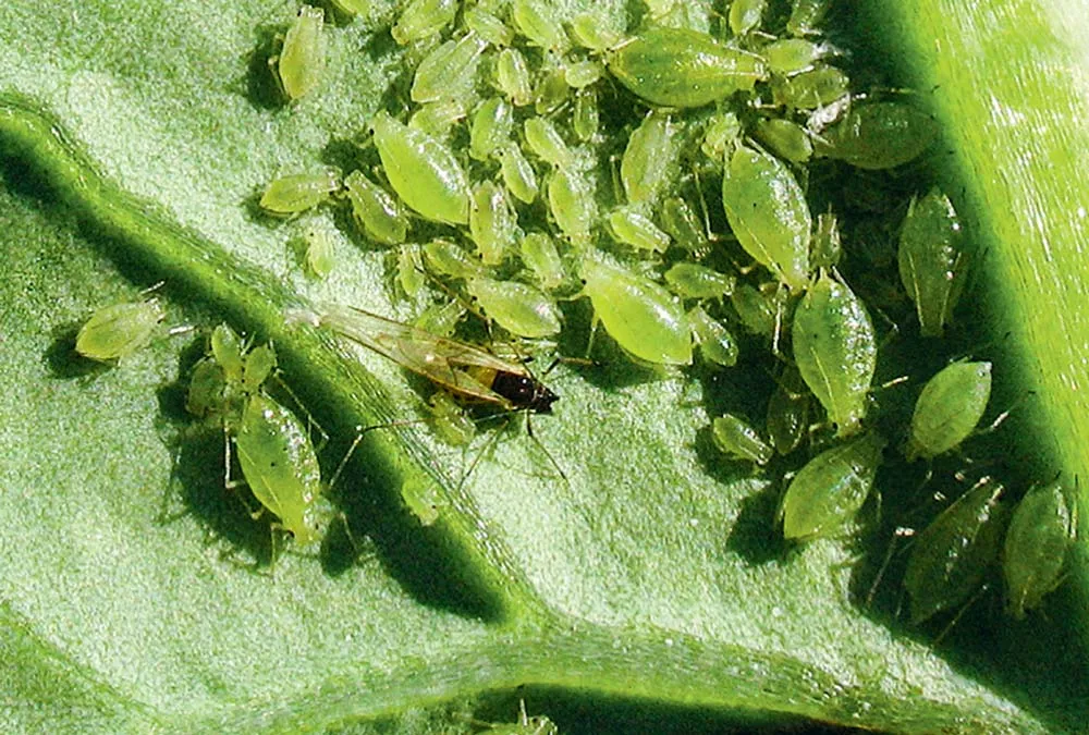  - Illustration Colza : Un virus fréquent mais peu nuisible