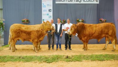 Photo of Limousine / Terralies 2019 : Le joli tour de Fripone