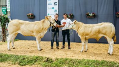 Photo of Blonde d’Aquitaine / Terralies 2019 : Quelle bonne Nouvelle
