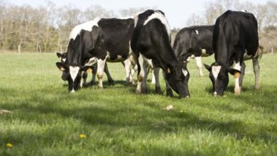 Photo of L’alimentation des vaches laitières – Point sur le pâturage au printemps 2019