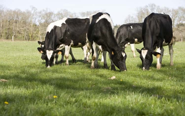  - Illustration L’alimentation des vaches laitières – Point sur le pâturage au printemps 2019