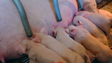 Photo of Une semaine pour montrer les possibilités d’embauche