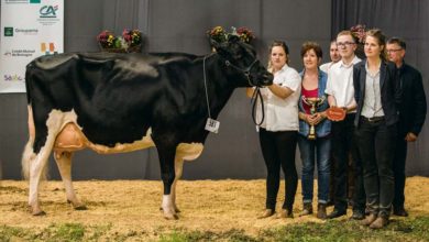Photo of Prim’Holstein / Terralies 2019 : Stel Epina poursuit sa quête