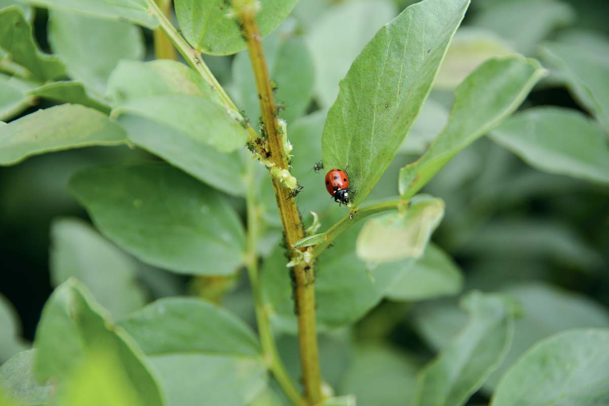  - Illustration Des champs couverts de biodiversité