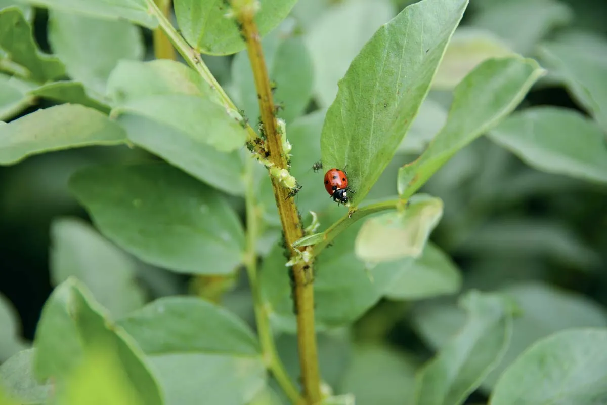  - Illustration Des champs couverts de biodiversité