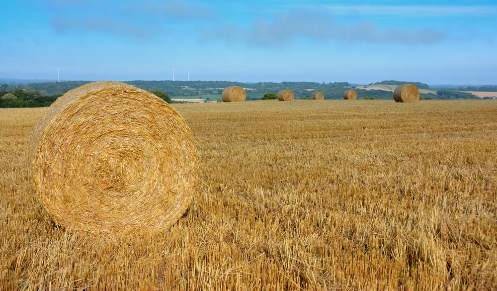  - Illustration Paille de céréale : La sécheresse fait flamber les prix