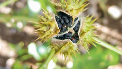 Photo of S’attaquer aux foyers de plantes invasives