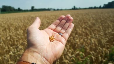 Photo of La production mondiale de blé, revue à la baisse, s’accroche à un niveau record