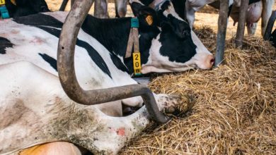 Photo of Bien-être animal : 16 indicateurs de pistes d’amélioration