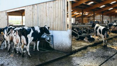 Photo of En lait, le bien-être animal bientôt évalué