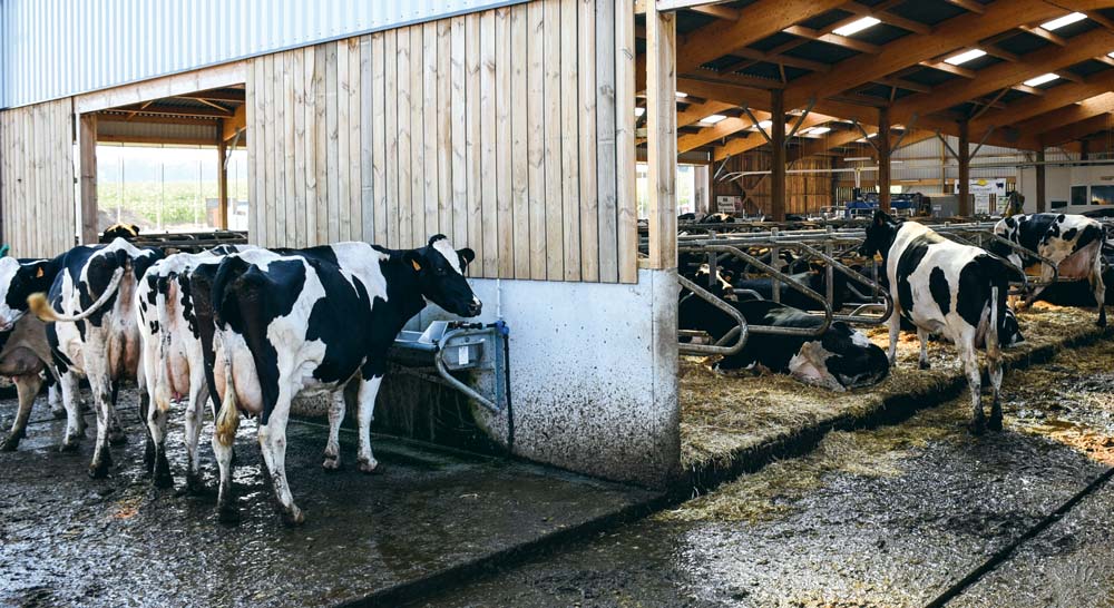  - Illustration En lait, le bien-être animal bientôt évalué