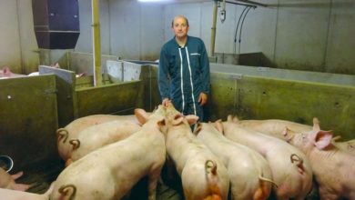Photo of Élevés sans antibiotiques après sevrage