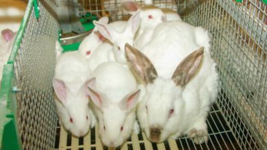 Photo of Cuniculture : Lancement d’un plan de lutte contre la VHD