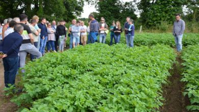 Photo of Légumes et céréales bio cohabitent sur 148 hectares à Elven