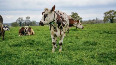 Photo of Contrer le “végétal” avec de la viande locale de qualité