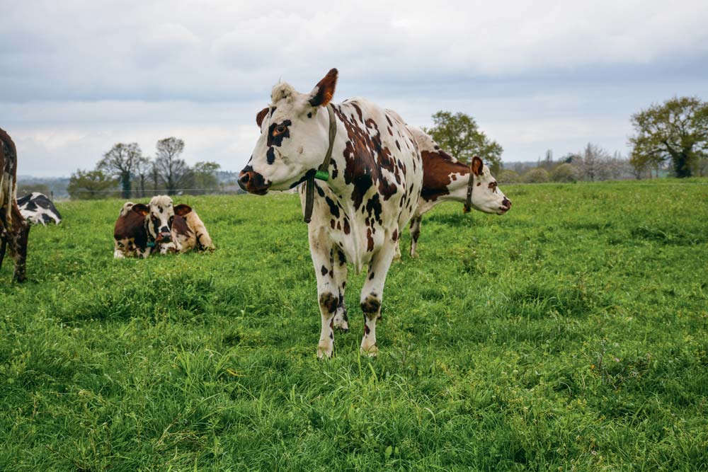  - Illustration Contrer le « végétal » avec de la viande locale de qualité