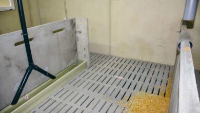 Photo of Porc : Quelle solution pour sauver les queues ?