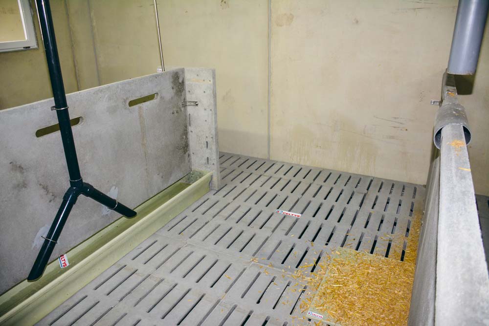  - Illustration Porc : Quelle solution pour sauver les queues ?
