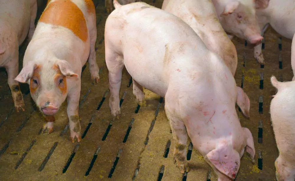 - Illustration Le Duroc danois confirme en engraissement