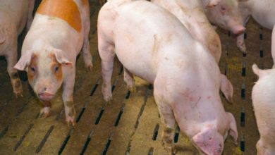 Photo of Le Duroc danois confirme en engraissement