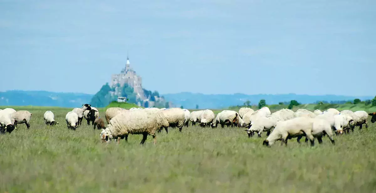  - Illustration Gestion des herbus pour les agneaux de prés salés
