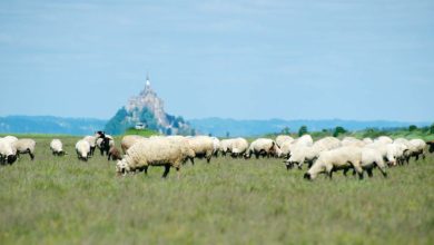 Photo of Gestion des herbus pour les agneaux de prés salés