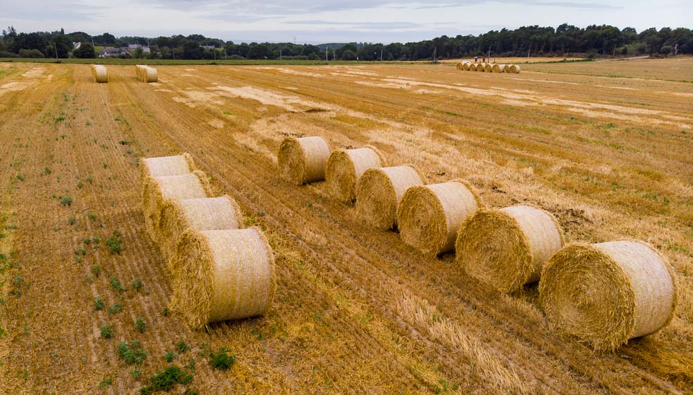  - Illustration Récolte de blé tendre : révision à la hausse, malgré la canicule