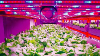 Photo of L’ascension incertaine des fermes verticales