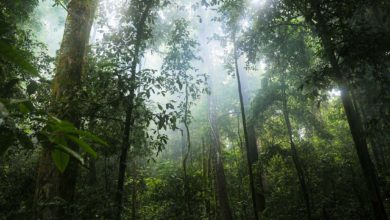 Photo of Rognées, les forêts tropicales n’ont presque plus d’effet positif sur le climat