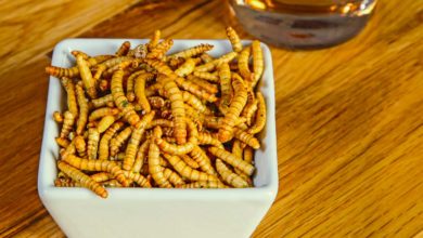 Photo of Insectes : Une source de protéines considérable