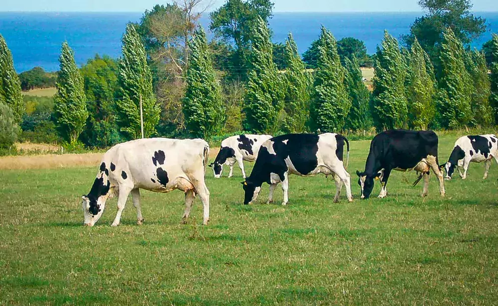  - Illustration Les jeunes dans la tourmente : « L’été du lait  n’aura pas lieu »