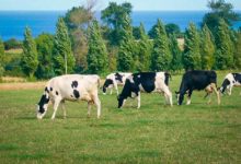 Photo of Les jeunes dans la tourmente : « L’été du lait n’aura pas lieu »