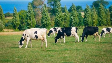 Photo of Lait : Des résultats météo-dépendants en bio