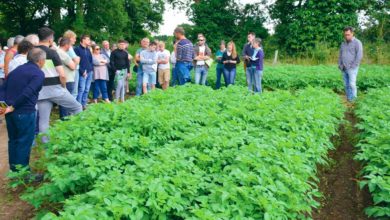 Photo of Légumes et céréales bio cohabitent sur 148 hectares