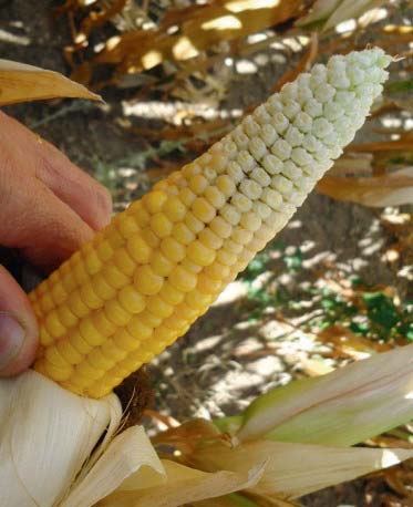 Maïs sec, humide ou épi, pour les VLHP, vous préférez quoi ?