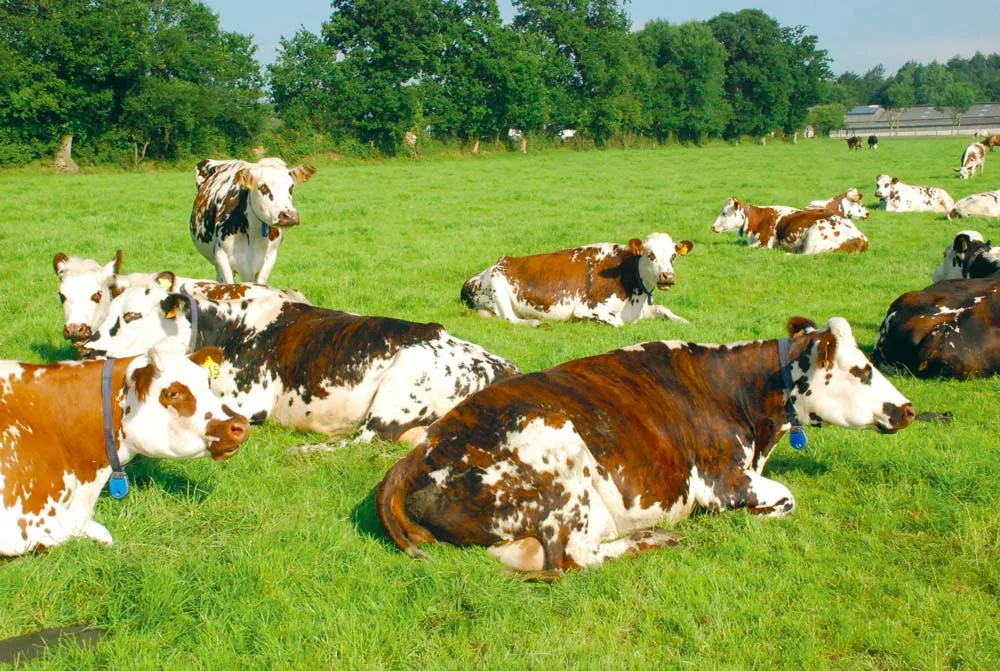  - Illustration Elles préfèrent se coucher dans l’herbe