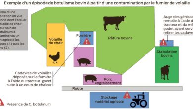 Photo of Botulisme : Des contaminations croisées avec les fumiers de volailles