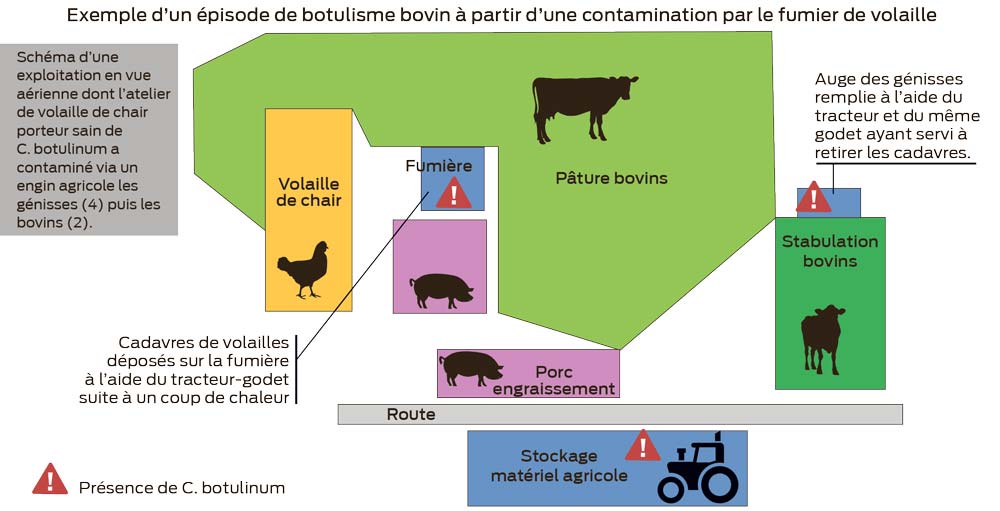  - Illustration Botulisme : Des contaminations croisées avec les fumiers de volailles