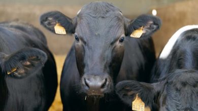 Photo of Les croisés Holstein vont contrer l’importation