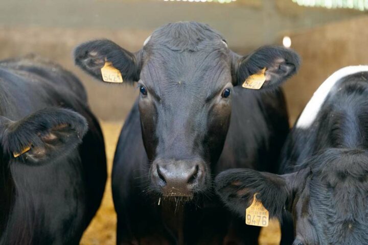 Les croisés Holstein vont contrer l’importation | Journal Paysan Breton