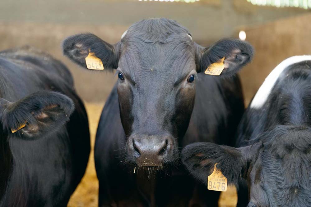  - Illustration Les croisés Holstein vont contrer l’importation