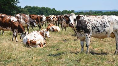 Photo of Lait bio, stop ou encore ?