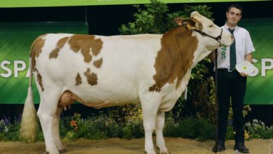Photo of Simmental au Space : Quand Marmotte devient la mascotte