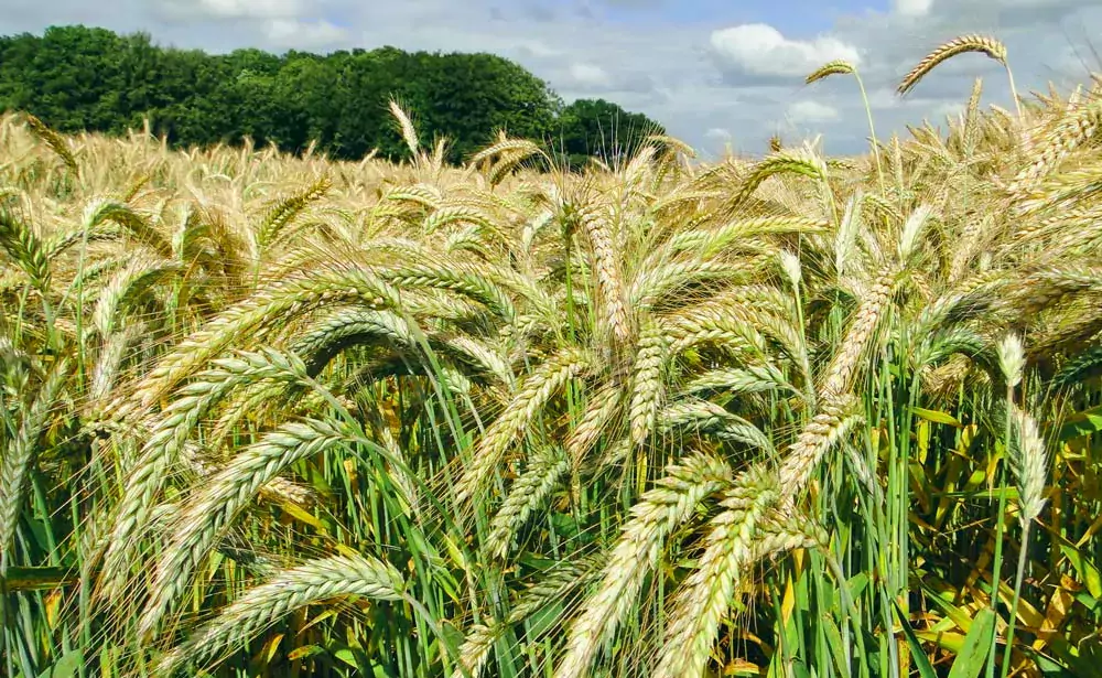  - Illustration Triticale : Un panel étoffé de variétés